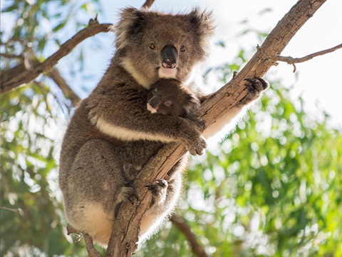 A koala with her joey in a eucalypt tree