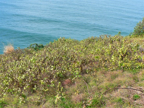 Bitou Bush on headland